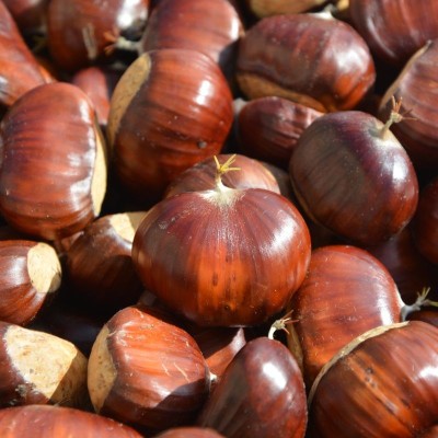 Castagne Marroni di Serino grandi in sacchetto da 3 Kg